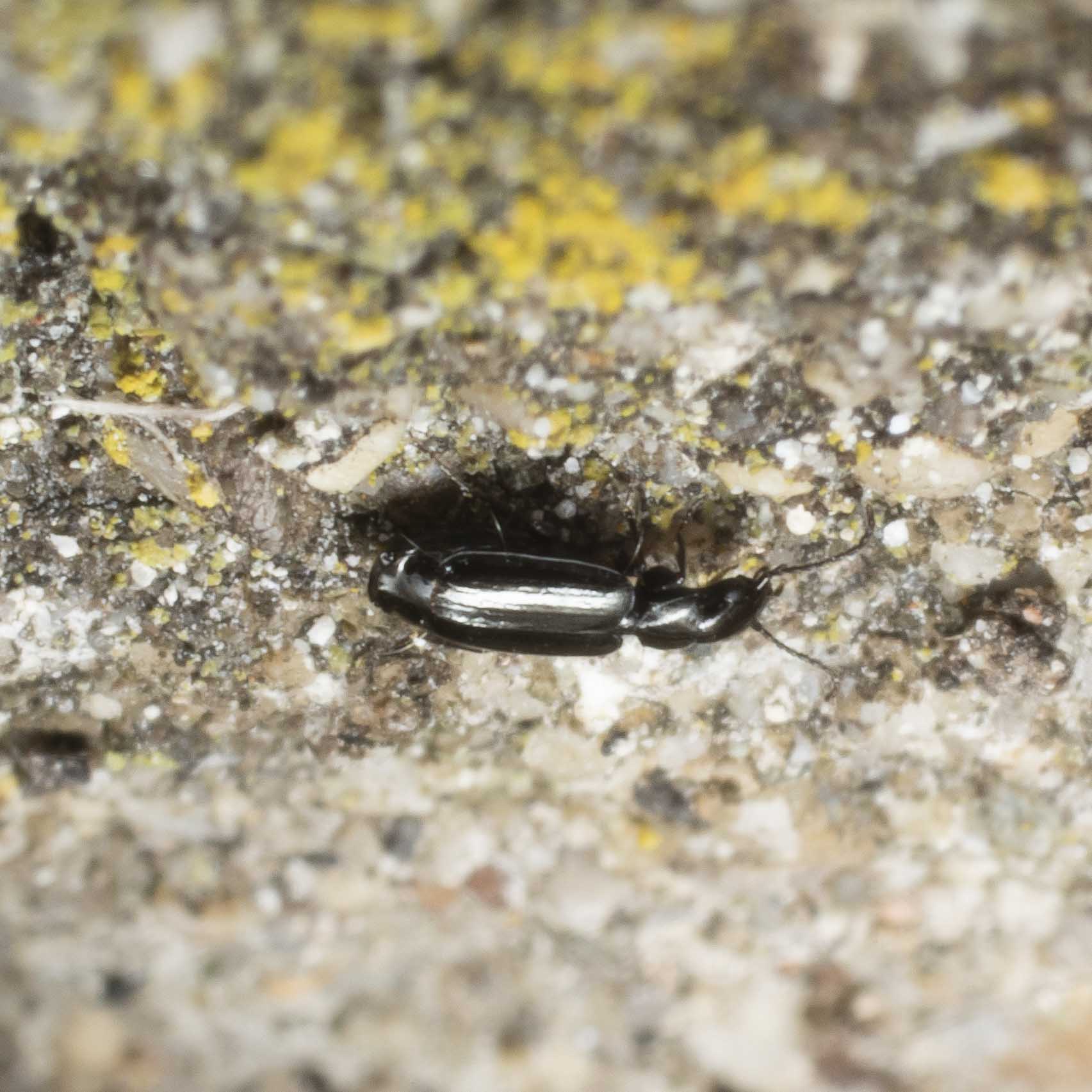 Carabidae da identificare
